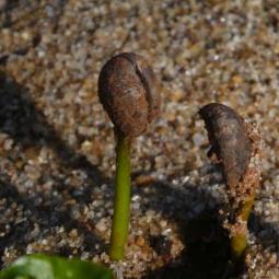 Growing Coffee Bean