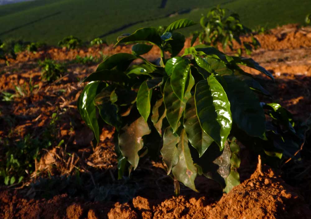 A small coffee tree