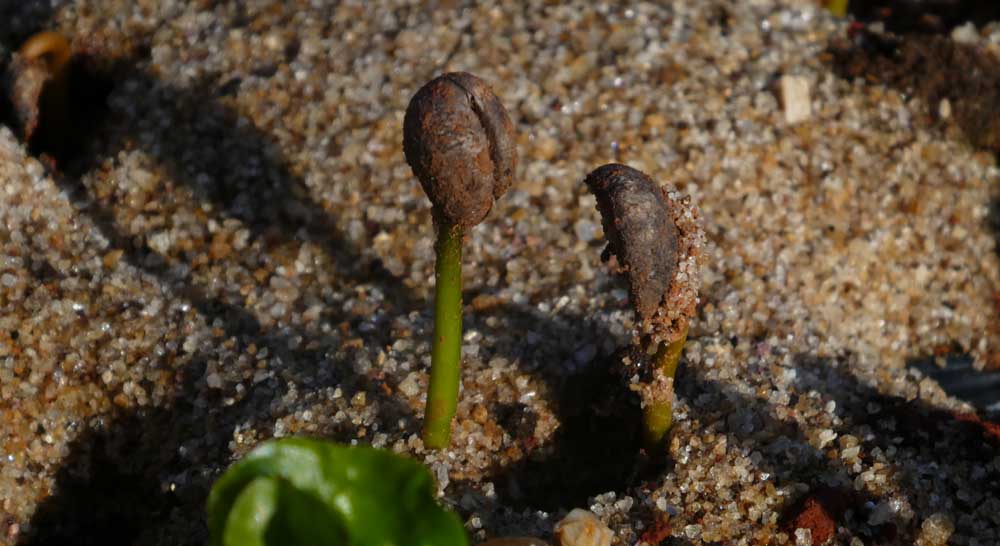 A coffee bean just starting to grow